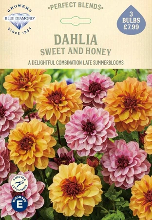 Dahlia Sweet and Honey