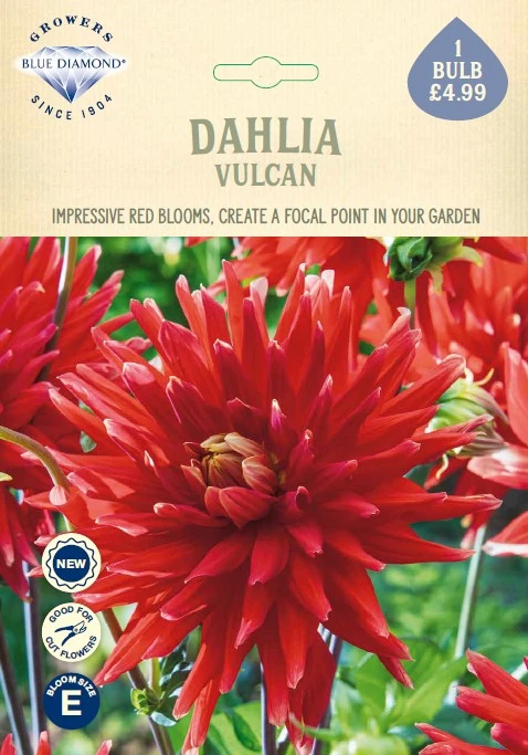 Dahlia Vulcan
