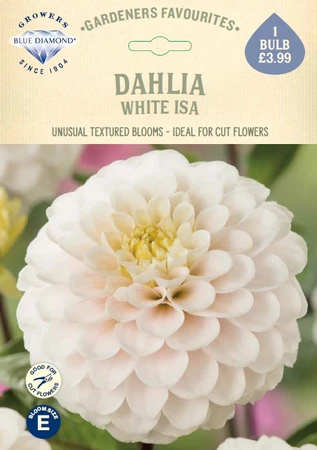 Dahlia White Isa