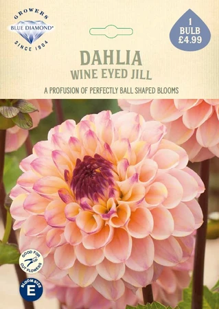 Dahlia Wine Eyed Jill
