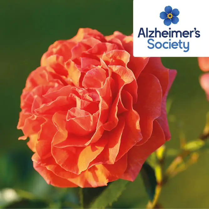 Down Memory Lane CHAR CLI 4.5L