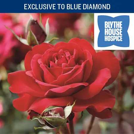 Duchess of Devonshire CHAR HT 4.5L