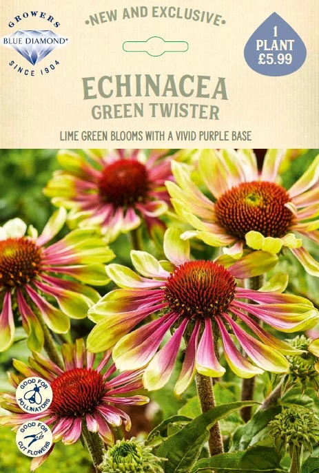 Echinacea Green Twister