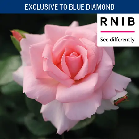 Elizabeth Ashbrook CHAR FL 4.5L