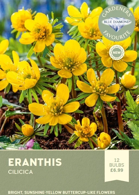 Eranthis cilicica