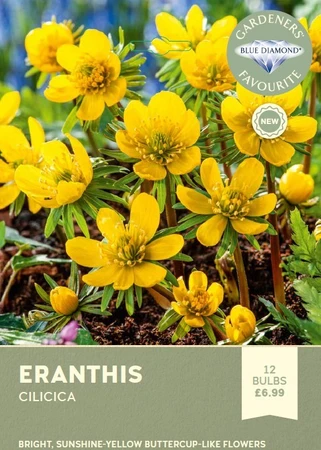 Eranthis cilicica