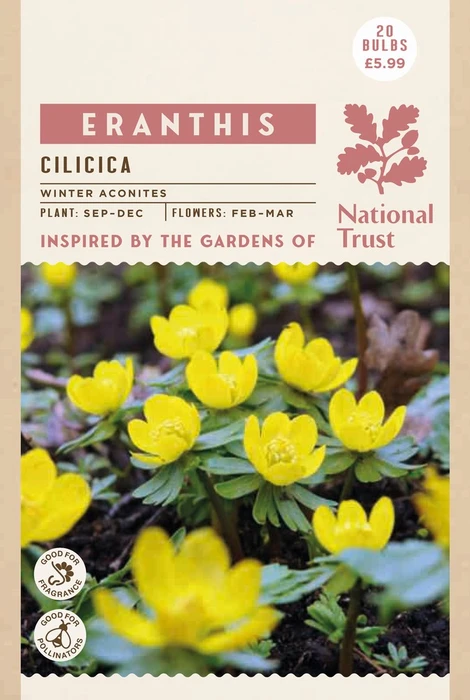 Eranthis Cilicica - image 2