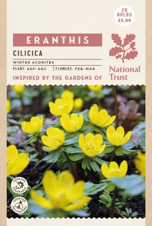 Eranthis Cilicica - image 2