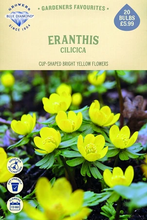 Eranthis Cilicica - image 1