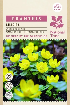 Eranthis Cilicica - image 4