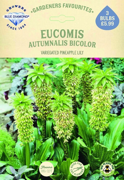 Eucomis Bicolor - image 2