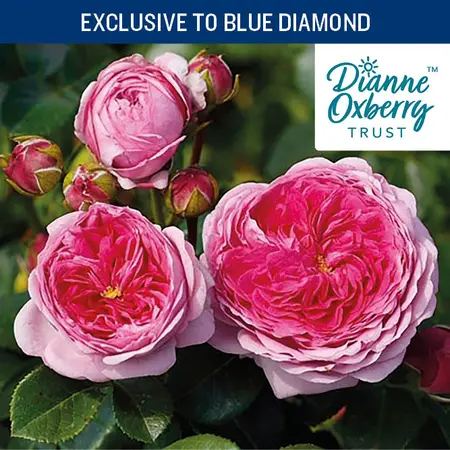 Florida Sunset FL 4.5L CHAR