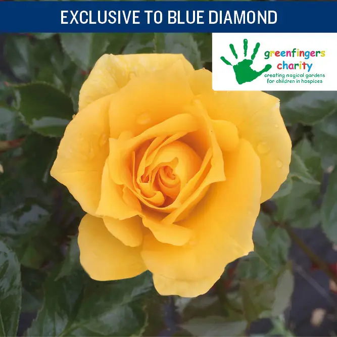 Friends CHAR HT 4.5L