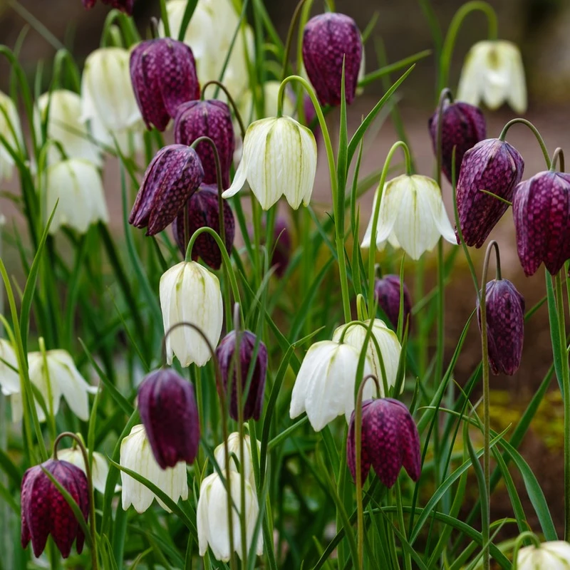 Fritillaria