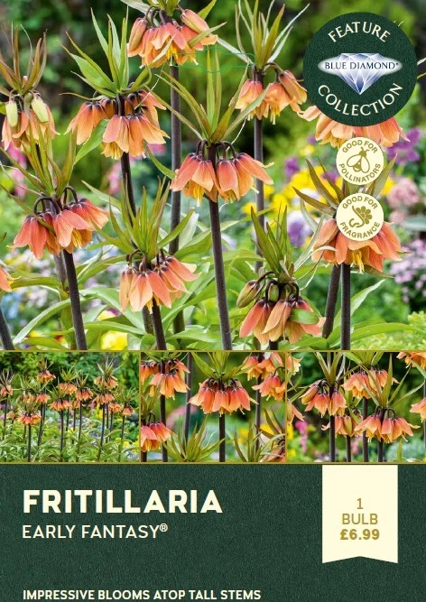 Fritillaria Early Fantasy