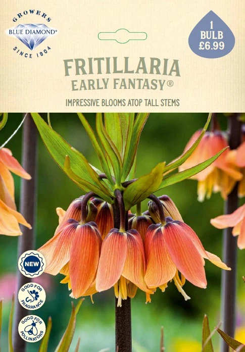 Fritillaria Early Fantasy NE