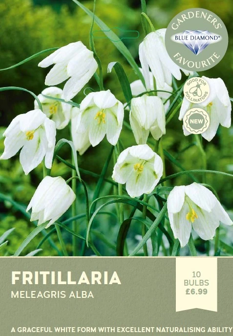 Fritillaria Meleagris Alba