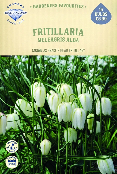Fritillaria Meleagris Alba - image 1