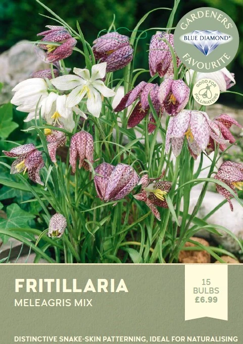 Fritillaria Meleagris Mix