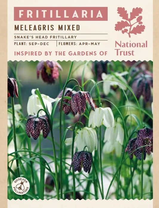 Fritillaria Meleagris Mixed Colours - image 3