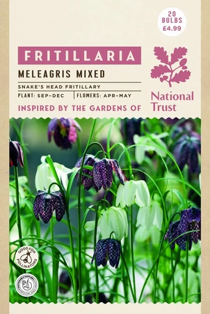 Fritillaria Meleagris Mixed Colours - image 4
