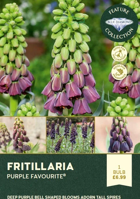 Fritillaria Purple Favourite