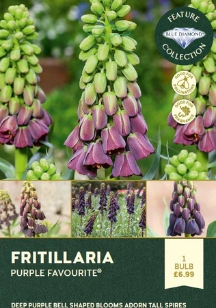 Fritillaria Purple Favourite