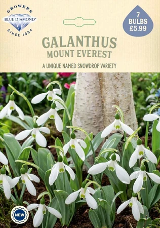 Galanthus elwesii Mount Everest NE