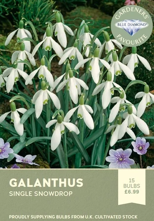 Galanthus Nivalis