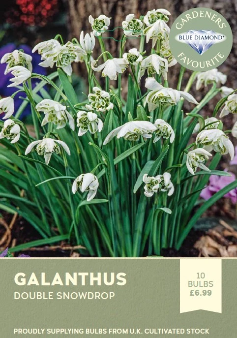 Galanthus Nivalis Flore Pleno