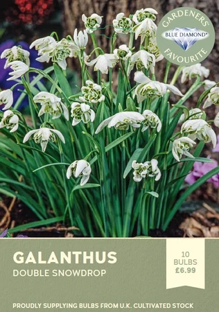 Galanthus Nivalis Flore Pleno