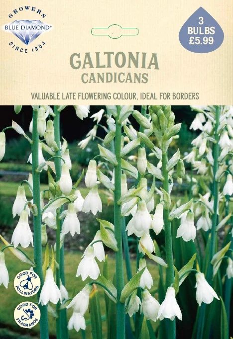 Galtonia Candicans - image 1