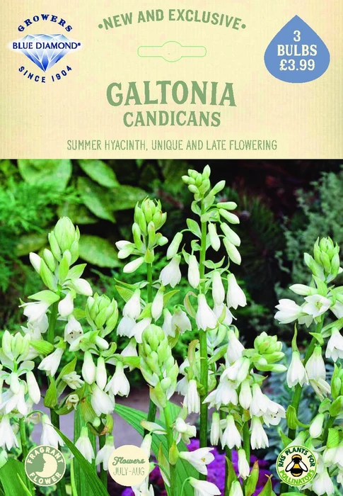 Galtonia Candicans - image 2