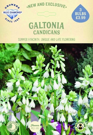 Galtonia Candicans - image 2