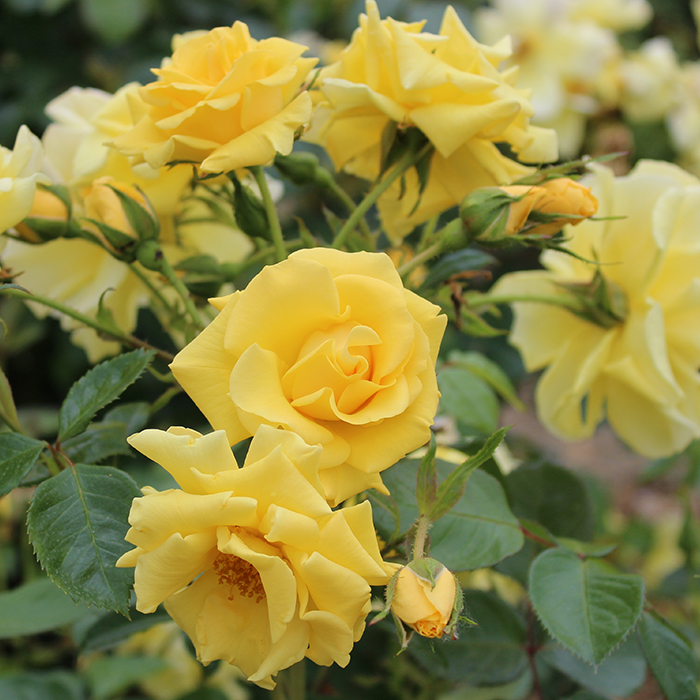 Gardeners Glory CLI 4.5L