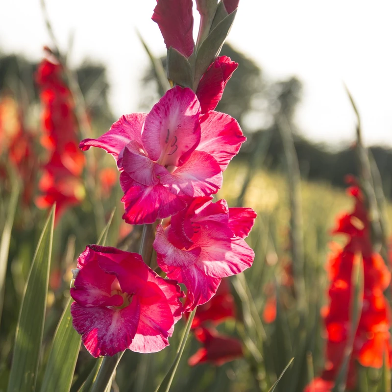 Gladioli