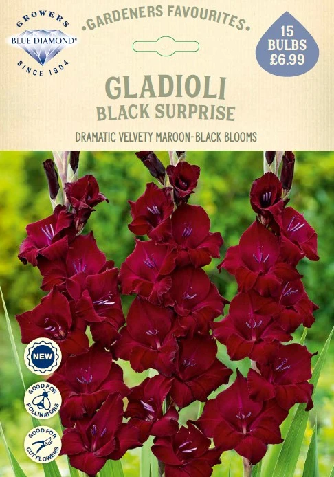 Gladioli Black Surprise