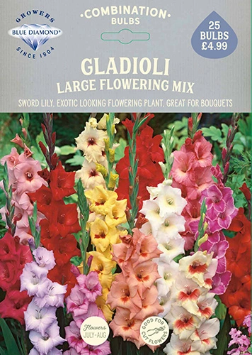 Gladioli Mix - image 2