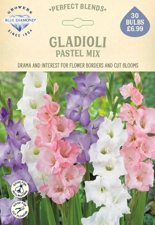 Gladioli Pastel Mix