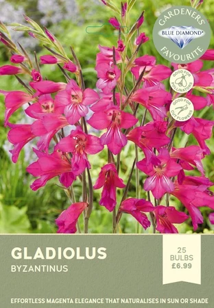 Gladiolus Byzantinus GFR
