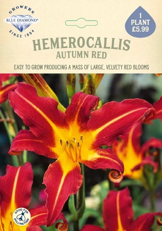 Hemerocallis Autumn Red