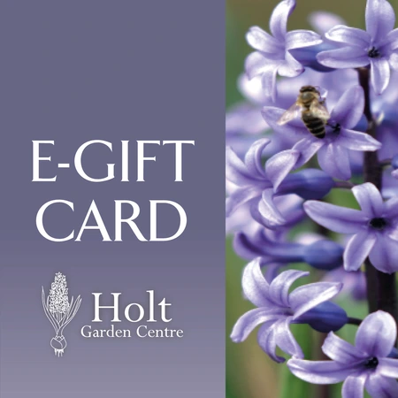 Holt E-Gift Card