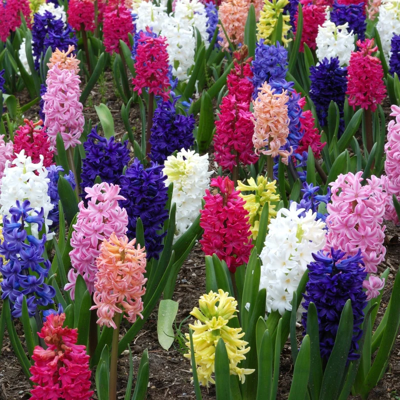 Hyacinth