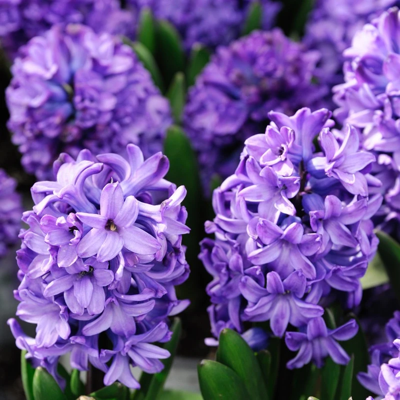 Hyacinth
