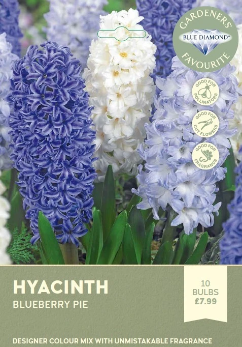 Hyacinth Bedding Blueberry Pie