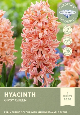 Hyacinth Bedding Gipsy Queen