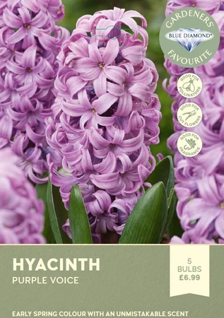 Hyacinth Bedding Purple Voice