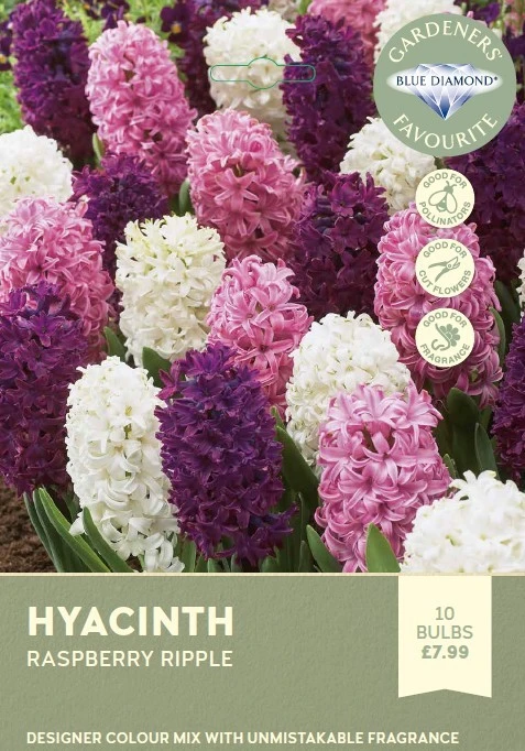 Hyacinth Bedding Raspberry Ripple