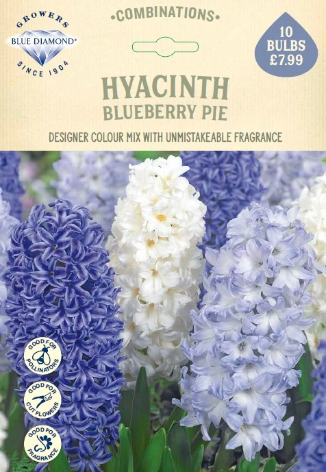 Hyacinth Blueberry Pie CR - image 1