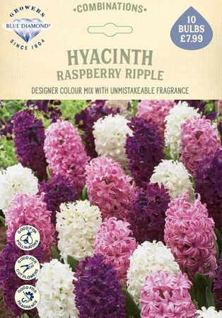 Hyacinth Raspberry Ripple CR - image 1